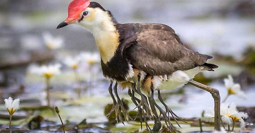 Comb Crested Jacana Comb Crested Jacana