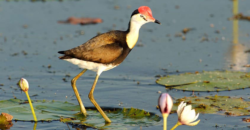 Comb Crested Jacana Comb Crested Jacana