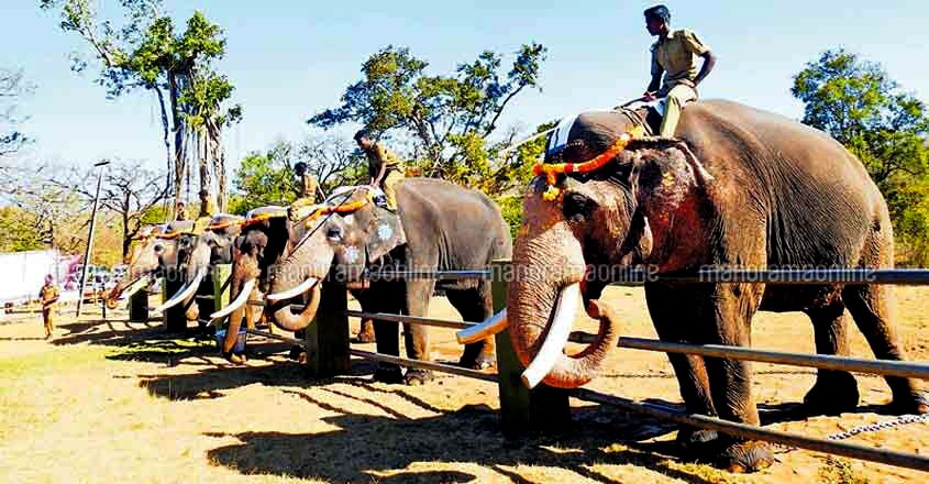 Theppakadu Elephant Camp Theppakadu Elephant Camp