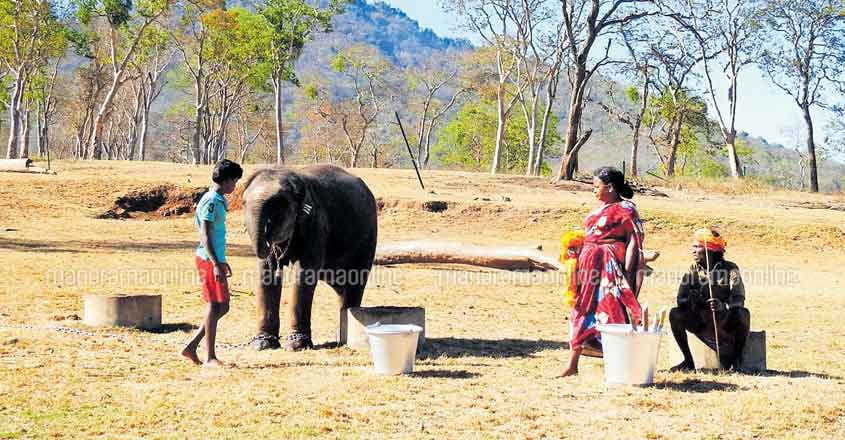Theppakadu Elephant Camp Theppakadu Elephant Camp