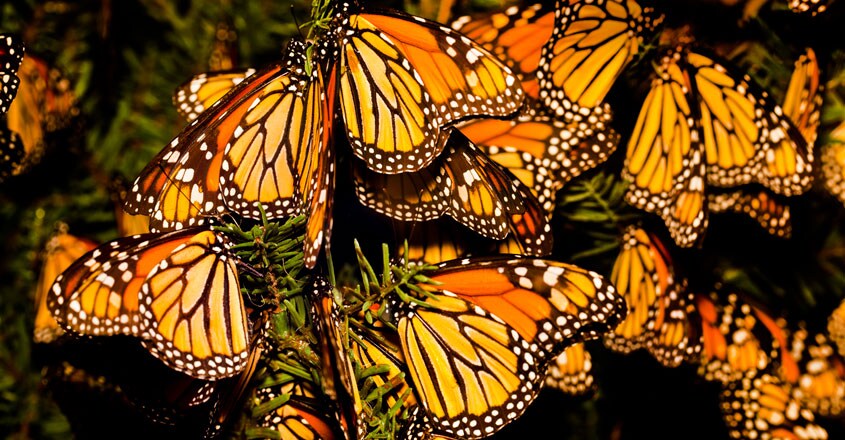 Monarch butterflies Monarch butterflies