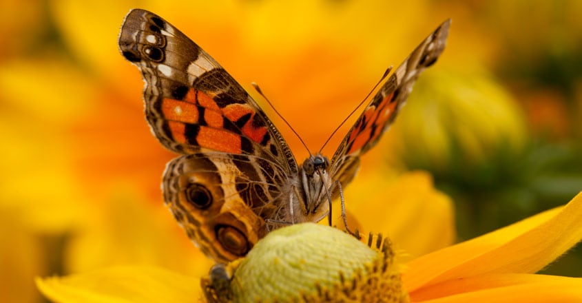 painted lady butterfly painted lady butterfly