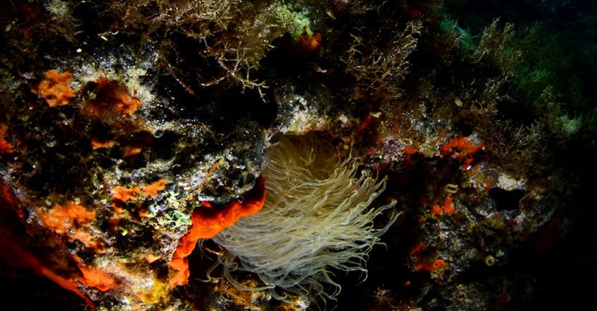 Coral reef Coral reef