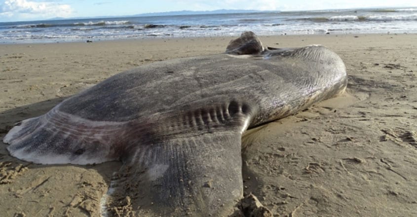 Hoodwinker Sunfish washes up on a California beach Hoodwinker Sunfish washes up on a California beach
