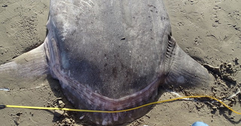 Hoodwinker Sunfish washes up on a California beach Hoodwinker Sunfish washes up on a California beach