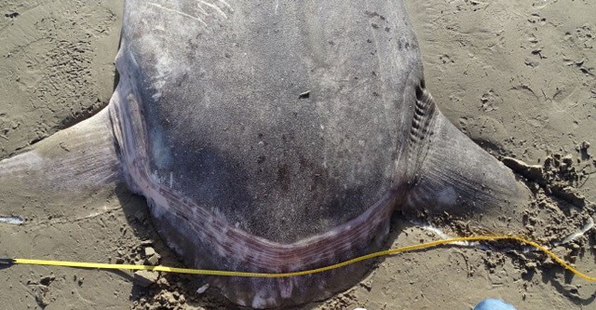 Hoodwinker Sunfish washes up on a California beach Hoodwinker Sunfish washes up on a California beach