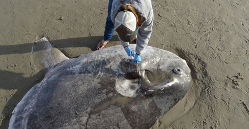 Hoodwinker Sunfish washes up on a California beach Hoodwinker Sunfish washes up on a California beach