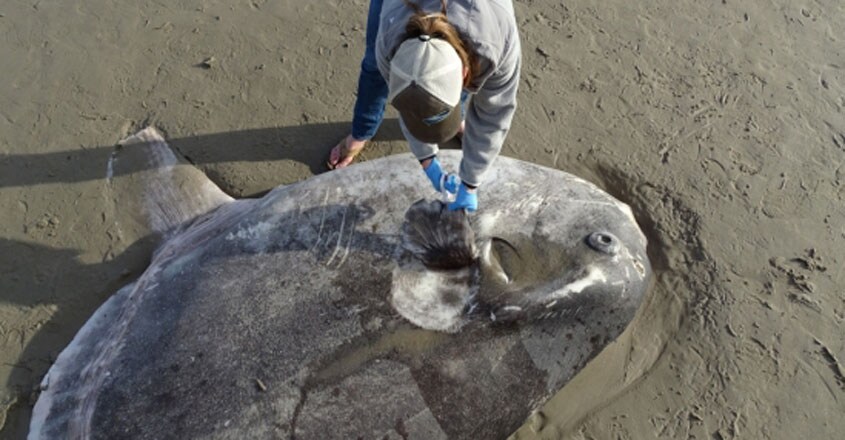 Hoodwinker Sunfish washes up on a California beach Hoodwinker Sunfish washes up on a California beach