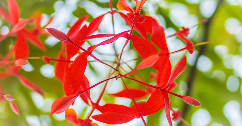 Amherstia nobilis Amherstia nobilis