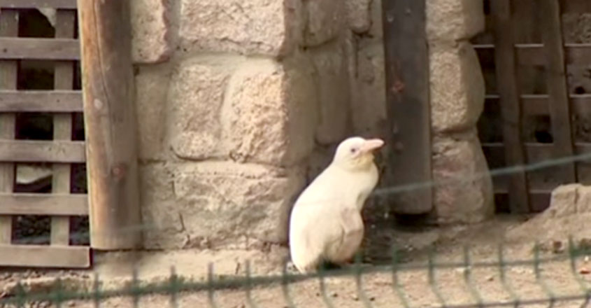 albino-penguin-chick albino-penguin-chick