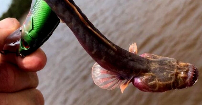 worm goby worm goby