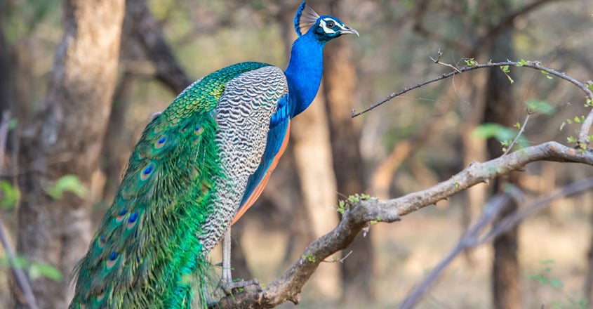 Peacock Peacock