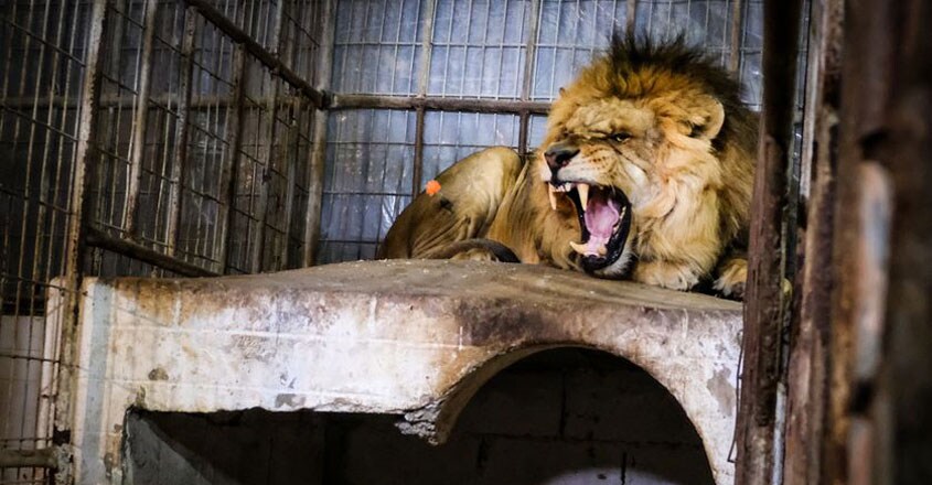 Lion Lion