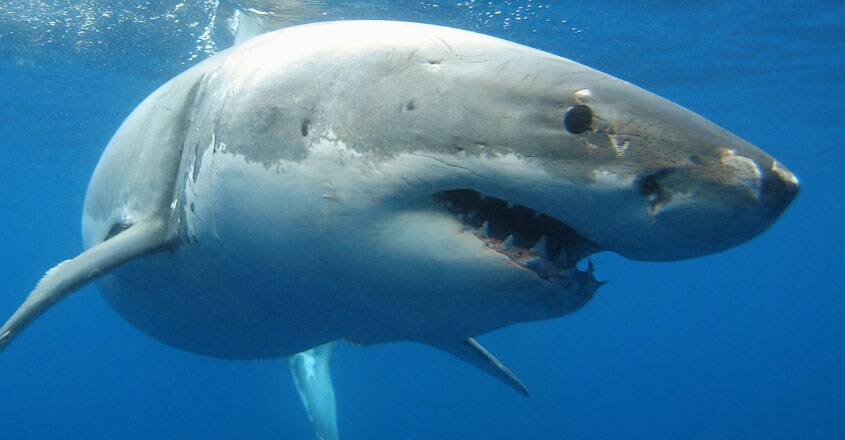 Great White Shark Great White Shark