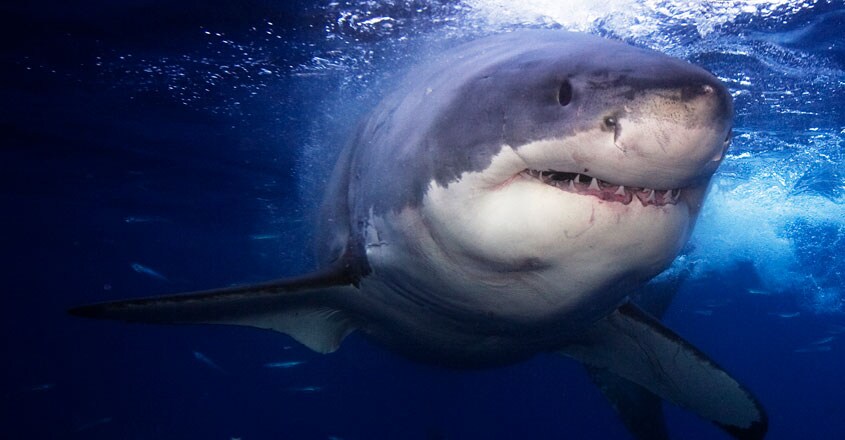 Great White Shark Great White Shark