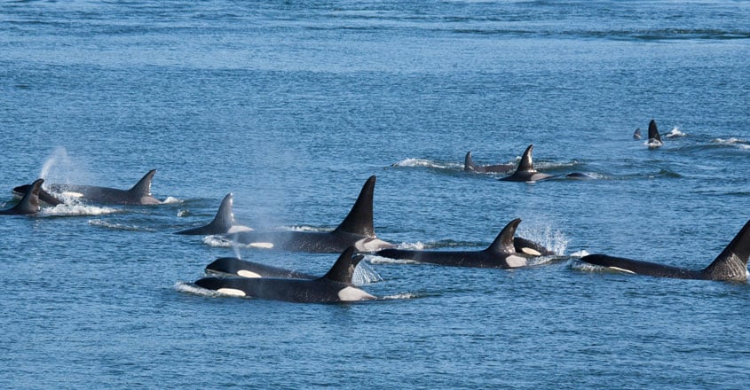 Killer Whales Killer Whales