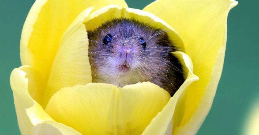 Harvest mice nestled in tulips Harvest mice nestled in tulips