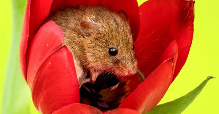 Harvest mice nestled in tulips Harvest mice nestled in tulips