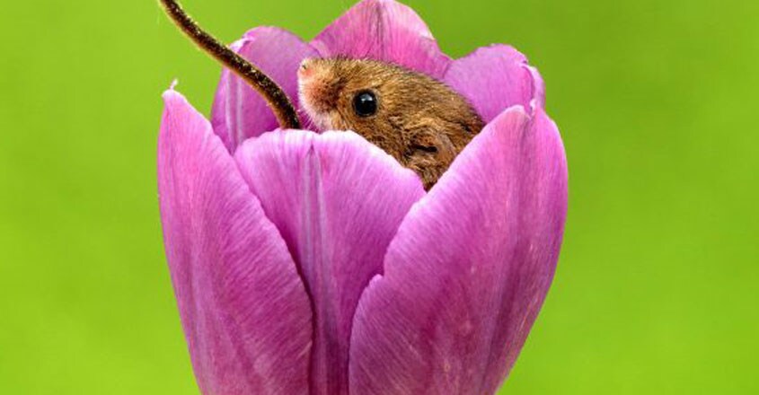 Harvest mice nestled in tulips Harvest mice nestled in tulips
