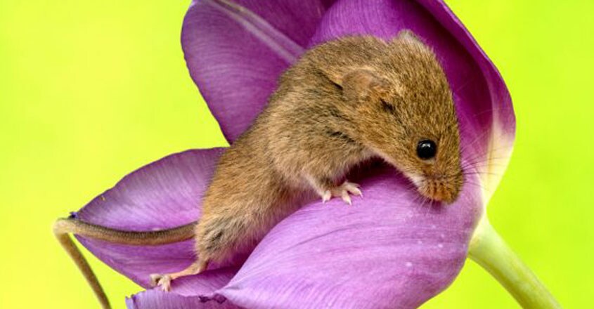 Harvest mice nestled in tulips Harvest mice nestled in tulips