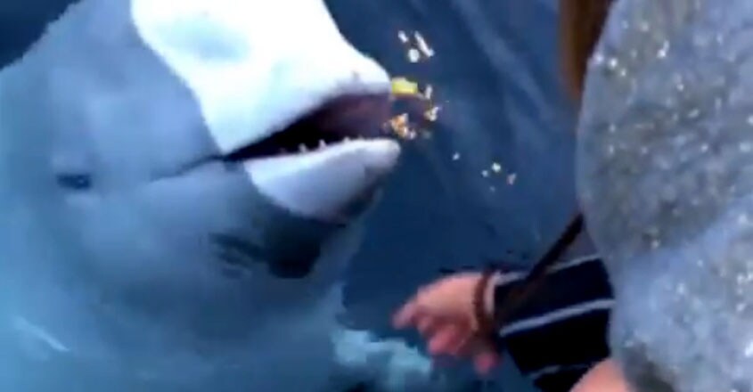 Whale returns woman’s phone dropped in ocean Whale returns woman’s phone dropped in ocean
