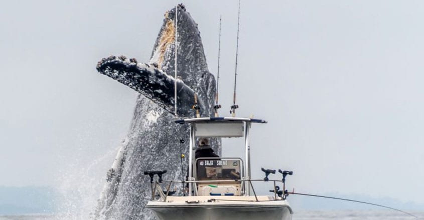 whale bursting through sea whale bursting through sea