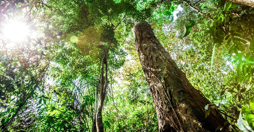 Rainforest Rainforest