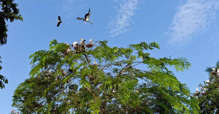 Majuli Majuli