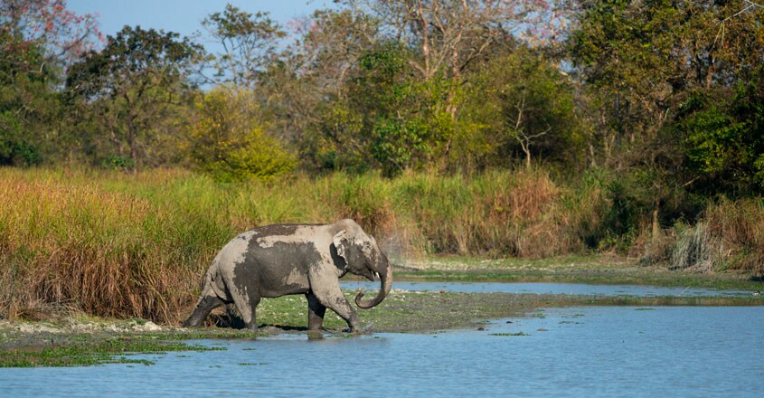 Majuli Majuli