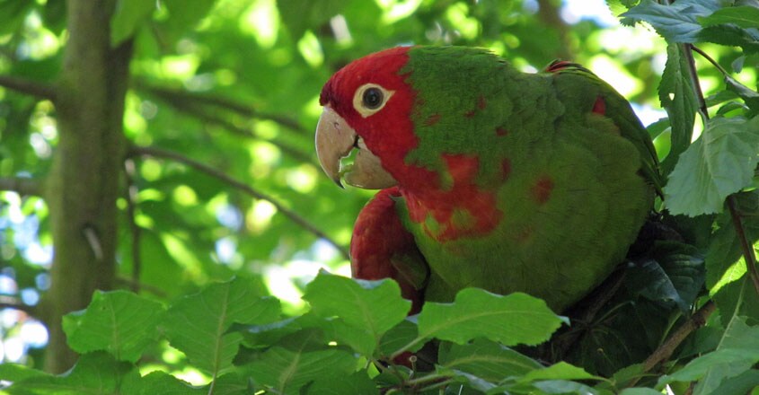 Parakeet Parakeet