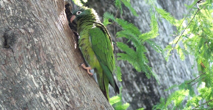 Blue-crowned Parakeet Blue-crowned Parakeet