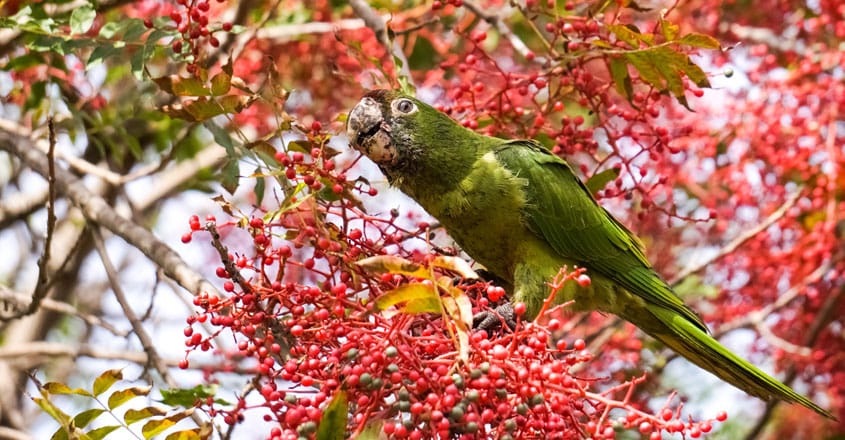Red-crowned Parakeet Red-crowned Parakeet
