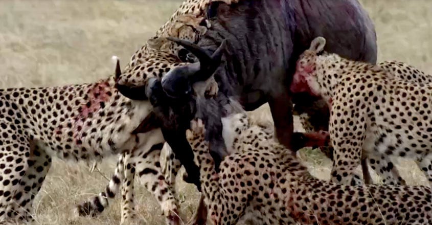Hungry Cheetahs Take Down Wildebeest Hungry Cheetahs Take Down Wildebeest
