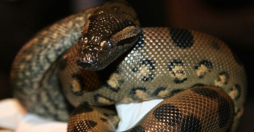In 'virgin birth,' snake gets pregnant by herself at Boston In 'virgin birth,' snake gets pregnant by herself at Boston