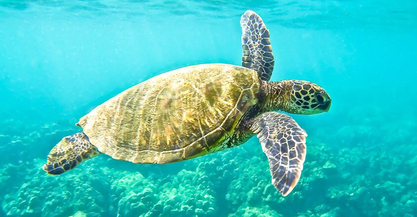 Green Turtle Green Turtle