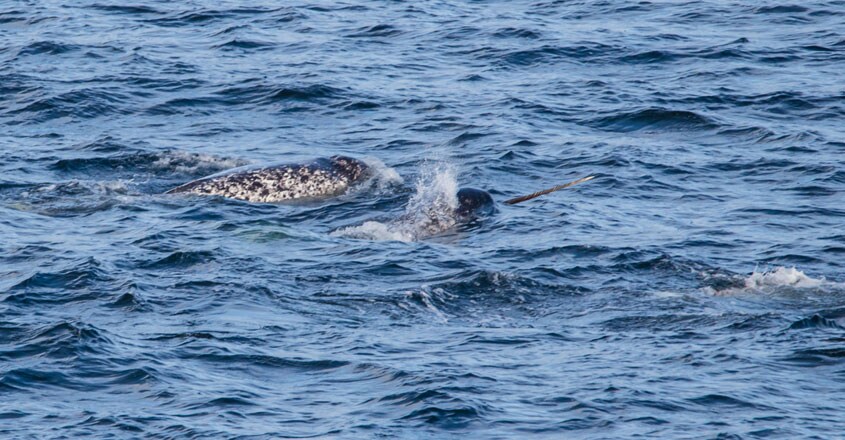 Narwhals Narwhals