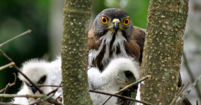 bird-1 bird-1