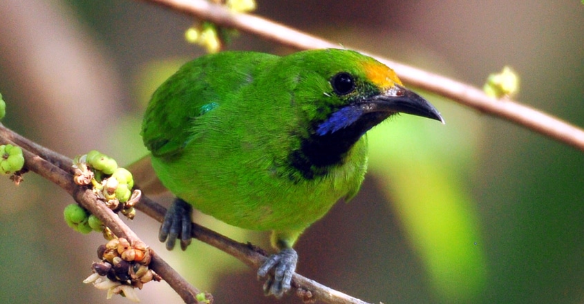 bird-12 bird-12