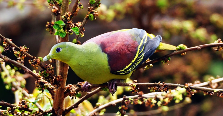 bird-13 bird-13