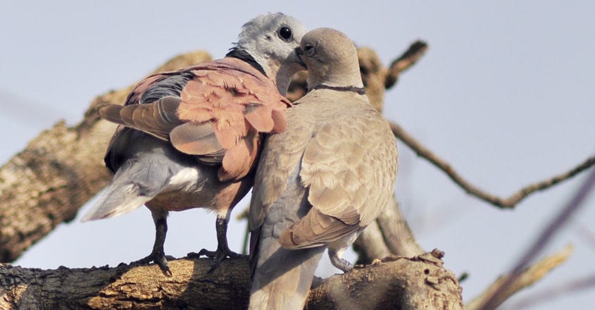 bird-14 bird-14