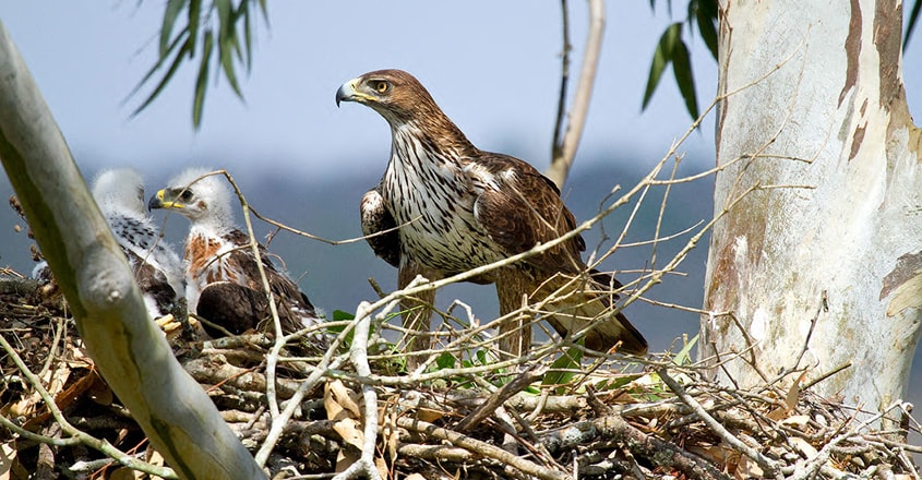 bird-15 bird-15