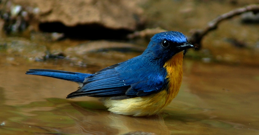 bird-16 bird-16