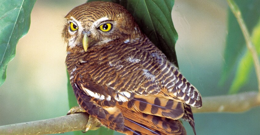 bird-17 bird-17