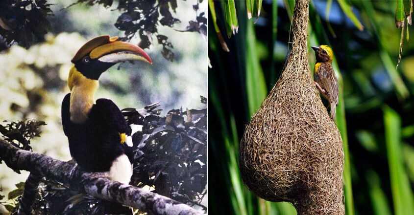 bird-18 bird-18
