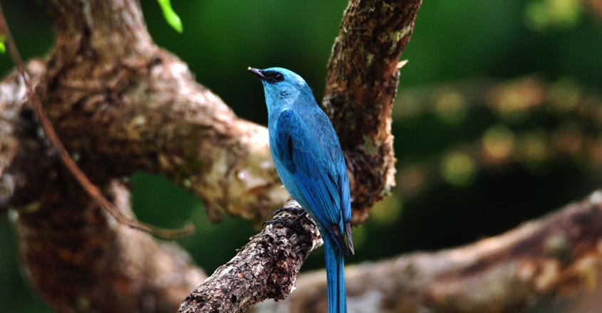 bird-19 bird-19