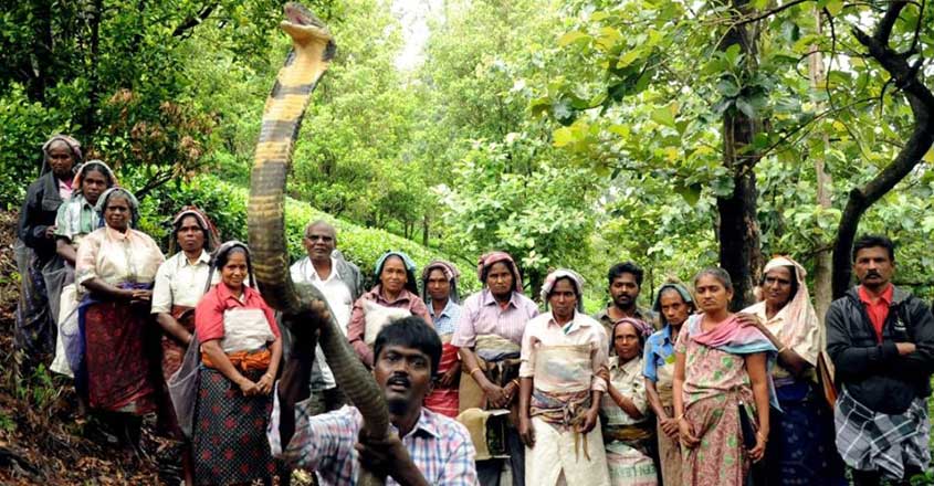 Vava Suresh Caught King Kobra at Aryankavu Vava Suresh Caught King Kobra at Aryankavu
