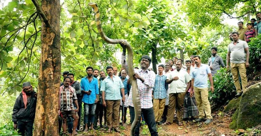 Vava Suresh Caught King Kobra at Aryankavu Vava Suresh Caught King Kobra at Aryankavu