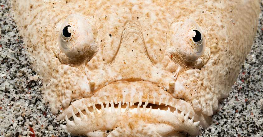 Stargazer fish Stargazer fish