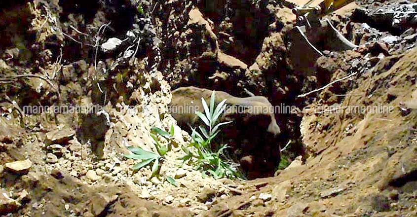Baby elephant falls into 40-ft. deep well Baby elephant falls into 40-ft. deep well