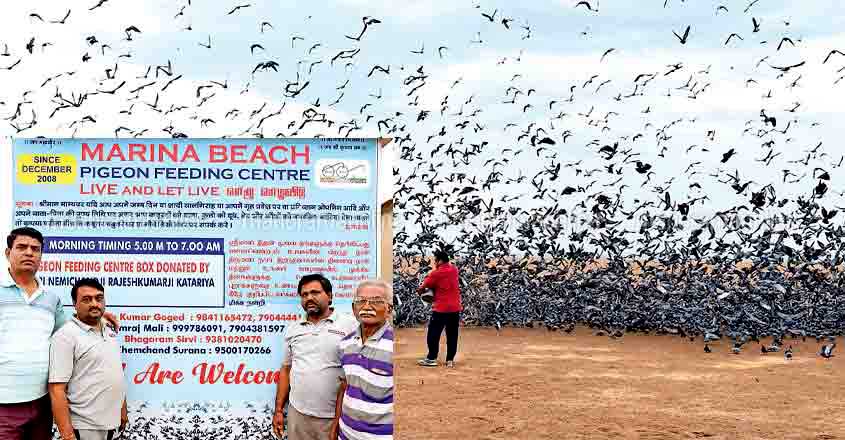 Feeding pigeons, a daily tradition for volunteers at Marina Feeding pigeons, a daily tradition for volunteers at Marina